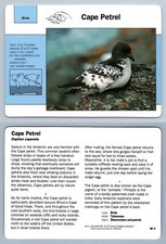 Cape Petrel #80.6 Birds - Grolier Wildlife Adventure Card