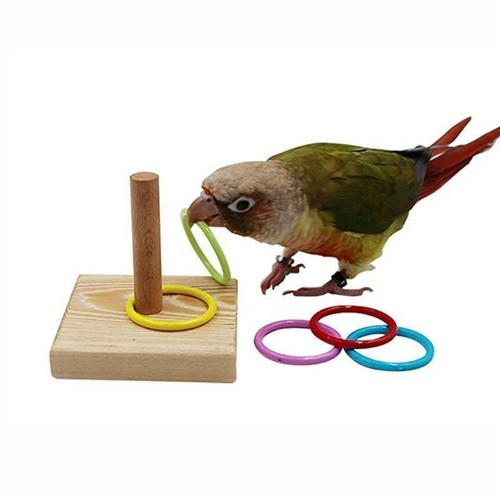 Bird training ring - bird, parrot