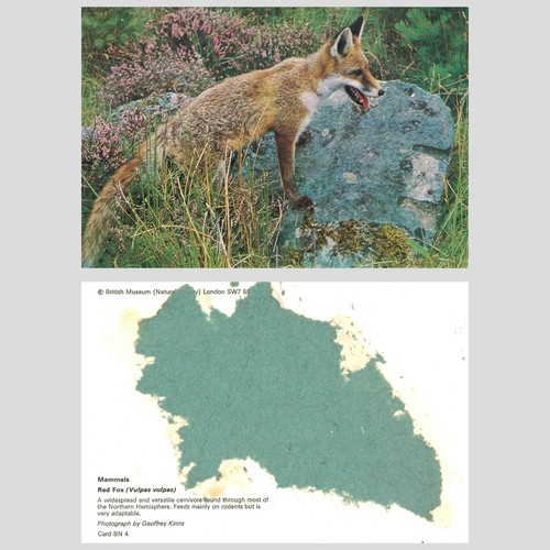 Vintage postcard red fox - postcard,