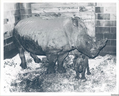 Animals rhinoceros baby - animals,