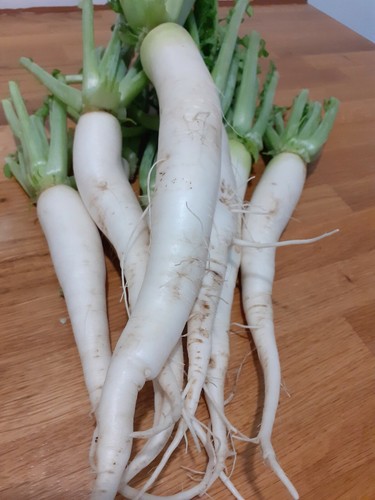 Mula mola muli daikon - mula,