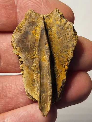 Rare hell creek turtle shell - hell,