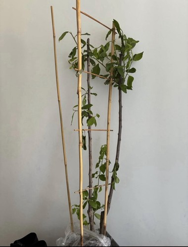 Cherry - , (prunus)