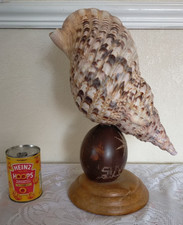 Large vintage suva fiji Triton Trumpet tropical giant Specimen Seashell Conch
