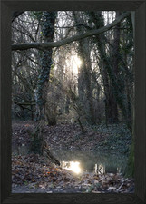 Sunlit Forest Stream Framed