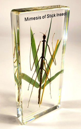 Mimesis stick insect - mimesis,