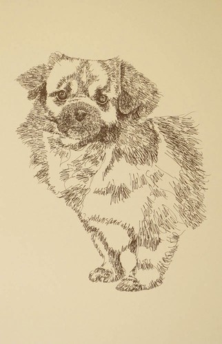Tibetan spaniel dog - dog, art