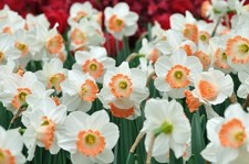 Pink Charm Daffodil Bulbs for