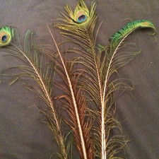 selection of 16 natural peacock feathers 37in-10 in for DIY