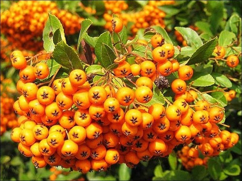 Pyracantha orange glow - orange,