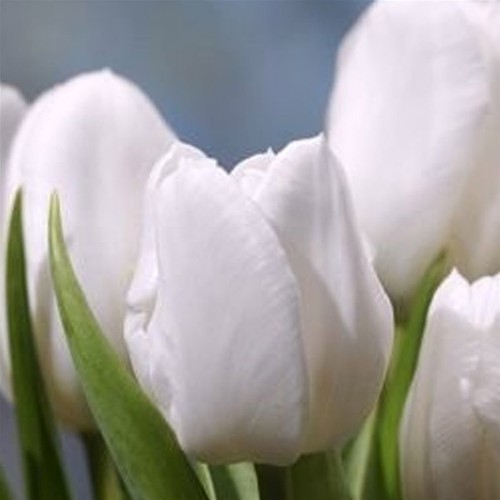 Triumph tulip white dream - tulip, x