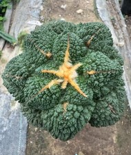 Rare Ariocarpus Fis Hybird