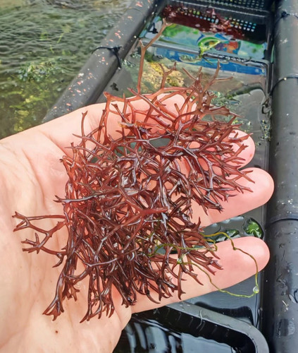Red ogo gracilaria macroalgae - ogo,