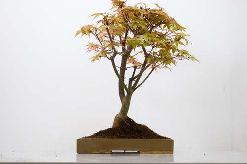 Deshojo japanese maple - deshojo,
