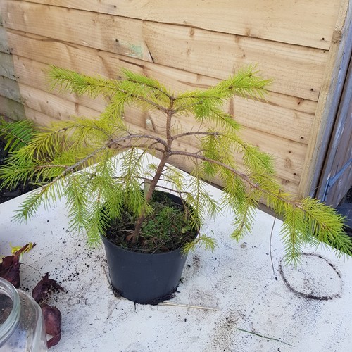 West himalayan spruce picea - himalayan, spruce/picea
