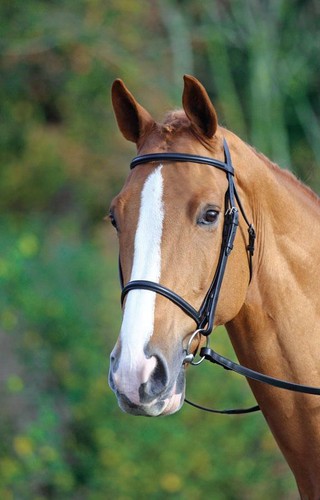 Shires aviemore raised - shires,