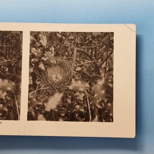 Ornithology nature stereoview - ornithology,