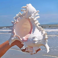 Large White Murex Ramosus