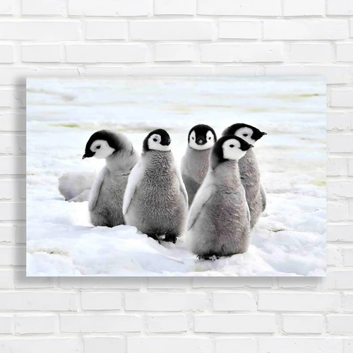 Emperor penguin chicks - emperor,