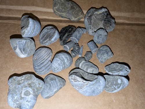Jurassic marine fossil - jurassic,