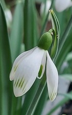 Galanthus ZEITGEIST - early
