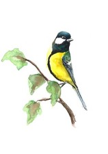 Great Tit Original Watercolour