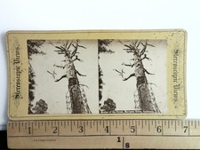 Mother of the Forest Bark Stripping Stereoview California Charles L. Weed c1865