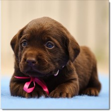 Doodlecards Dog Birthday Card