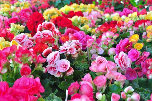 120 mixed spring summer - mixed, spring-summer