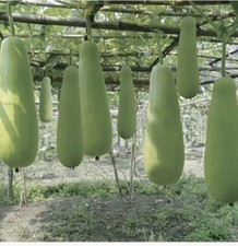 10xhybrid Bangladeshi Lau Bangla Lau Khodu Bottle Gourd khuci vegetable seeds
