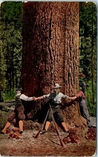 Postcard Giant Pine Tree Men