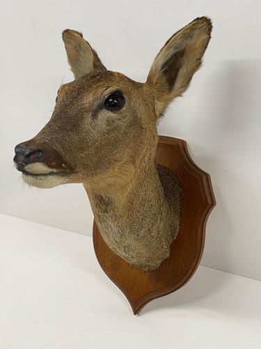Taxidermy head dark - head, oak