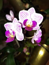 Small Purple Phalaenopsis