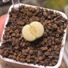 Exact Plant，1pc C349A