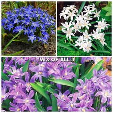 Chionodoxa Mixed Forbesii