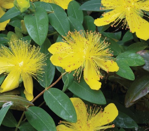Hypericum calycinum rose - hypericum,