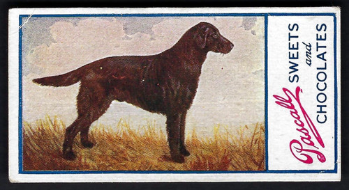 Pascall dogs 8 flat - dogs,
