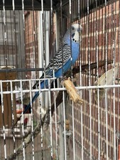   A Budgie,cage, Breed Box, 3kg Food, 2kg Millet and Cuttlefish Bone 