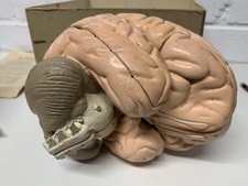 Vintage medical Model Of Human Brain 8 Parts Accurate display Oddity #g22