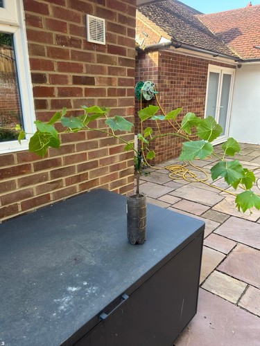 Grape vine lakemont seedless - lakemont,