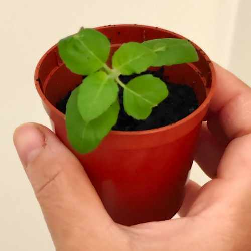 Rama tulsi - rama, (indian)