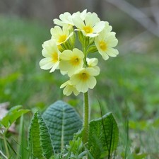 Primula elatior plug plants