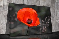 Red poppy flower canvas - poppy,