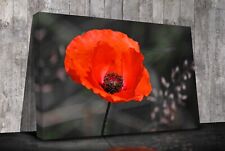 Red Poppy Flower Canvas prints