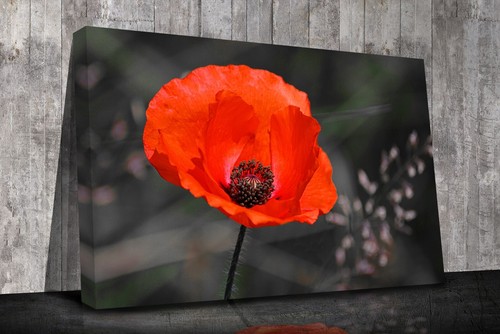 Red poppy flower - red,