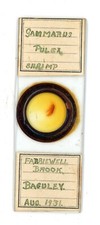 Antique glass Microscope slide Gammarus Pulex Shrimp Baguley 1931 #21