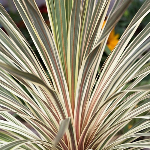 Potted cordyline australis - potted,