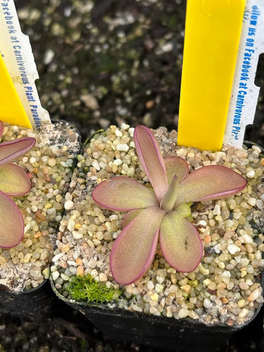 Pinguicula seductora - pinguicula,