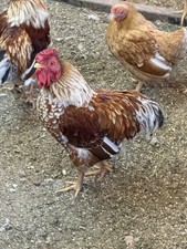 7 eggs Blue & White Laced