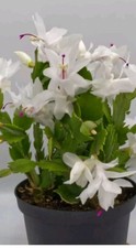 1 X White Christmas cactus